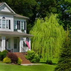 Golden Curls' Corkscrew Willow -Foliagez Sales Golden Curls Willow 4