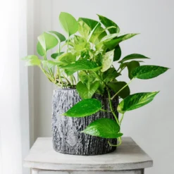 Boho House Plant Kit -Foliagez Sales Golden Pothos 1 BB