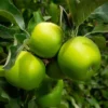 Granny Smith Apple Tree -Foliagez Sales Granny Smith Apple FGT 600x600 9c3432eb 608d 470f b8ed aee471ec8480