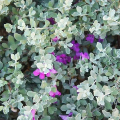 Green Cloud Texas Sage -Foliagez Sales Green Cloud Texas Sage 1