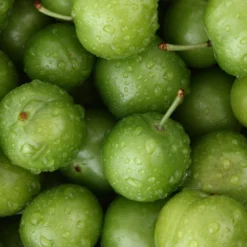Green Gage Plum -Foliagez Sales Green Gage Plum 4