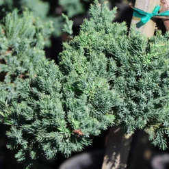 Green Mound Juniper Topiary -Foliagez Sales Green Mound JUniper 3 FGT 95b457e9 9712 4329 b324 05ec99fb2809