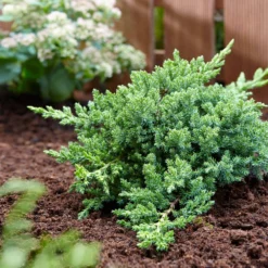 Green Mound Juniper -Foliagez Sales Green Mound Juniper 3 FGT