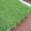 Green Mound Juniper -Foliagez Sales Green Mound Juniper FGT 600x600 b70924c2 b315 4843 b63d 48b0eb1e88b6