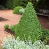 Green Mountain Boxwood Shrub -Foliagez Sales Green Mountain Boxwood FTG 600x600 3a2040a9 99c9 4feb 877a 60d667b84286