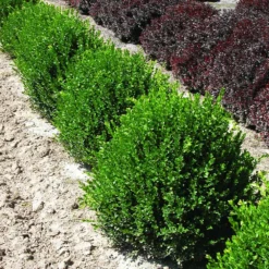 Green Velvet Boxwood Shrub -Foliagez Sales Green Velvet Boxwood 2