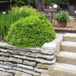 Green Velvet Boxwood Shrub -Foliagez Sales Green Velvet Boxwood 4 FGT