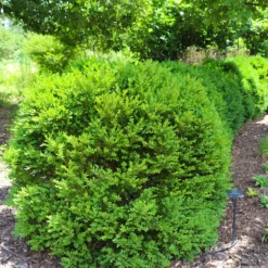 Green Velvet Boxwood Shrub -Foliagez Sales Green Velvet Boxwood 7