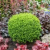 Green Velvet Boxwood Shrub