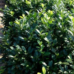Greenfinity Cherry Laurel -Foliagez Sales Greenfinity Laurel 2
