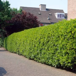 Greenfinity Cherry Laurel -Foliagez Sales Greenfinity Laurel 3 FGT