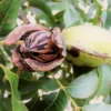 Hardy Pecan 2 Hardy Pecan -Foliagez Sales Hardy pecan FGT 600x600 e00b4782 e4b1 41dd a9a1 1a9a9e073bb8