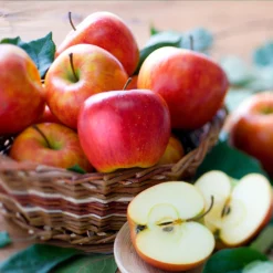 Fuji & Haralson Twisted Apple Tree -Foliagez Sales Harelson