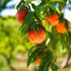 Harvester Peach Tree - USDA Organic 2 Harvester Peach Tree - USDA Organic -Foliagez Sales Harvest Peach Tree FGT 600x600 61008ff3 adc5 4c69 b7f1 6dad7fb410c0
