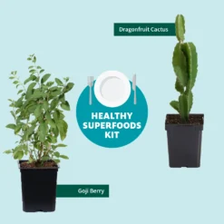 Goji Berry -Foliagez Sales Healthy Superfoods Kit Graphic ceafb56f 8262 49e7 9792 ea28ea2e548e