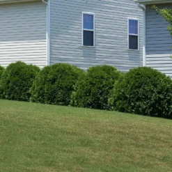 Hetz Midget Thuja Shrub -Foliagez Sales Hetz Midget Thuja 6