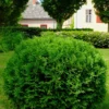 Hetz Midget Thuja Shrub -Foliagez Sales Hetz Midget Thuja FGT 600x600 317e2acc 16e8 4acf b244 cf19612d4675