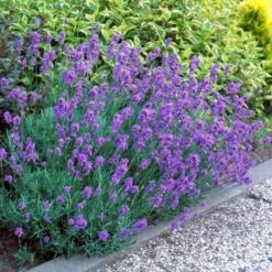Hidcote Purple Lavender Plant -Foliagez Sales Hidcote Lavender 1 FGT