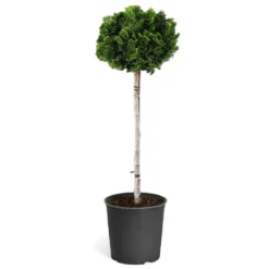 Dwarf Hinoki Cypress Tree -Foliagez Sales Hinoki Cypress Standard 1