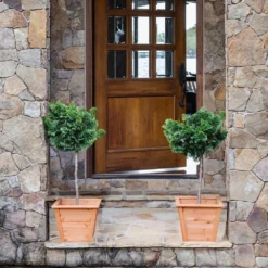 Dwarf Hinoki Cypress Tree -Foliagez Sales Hinoki Cypress Standard 2 6bc85b90 3eec 439f 92d1 ae3e8dfe164a