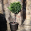 Dwarf Hinoki Cypress Tree -Foliagez Sales Hinoki Cypress Standard FGT 600x600 89ae3964 7196 49ed 9f4e 0670e430fcf5