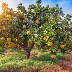 Hirado Pummelo Tree -Foliagez Sales Hirado Pummelo 1