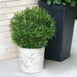Gem Box® Holly Shrub -Foliagez Sales Holly Gem Box 2 FGT