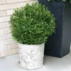 Gem Box® Holly Shrub -Foliagez Sales Holly Gem Box FGT 600x600 c7245634 5435 4fd3 8af4 9df9d91e4414