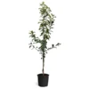 Honeycrisp™ & McIntosh Twisted Apple Tree -Foliagez Sales Honeycrisp McIntosh Twisted Apple Tree 600x600 826b2b28 7525 488f a548 c5c29647b102