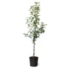 Honeycrisp™ & Sweet Sixteen Twisted Apple Tree -Foliagez Sales Honeycrisp Sweet Sixteen Twisted Apple Tree 600x600 fe4854c3 d86b 4cd9 a7a3 c1f767d9103e