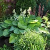 Guacamole Hosta -Foliagez Sales Hosta Guacamole FGT 600x600 2d879106 4139 4678 b3a5 eb00d7f6192a