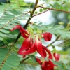 Red Hummingbird Tree (Sesbania Grandiflora) -Foliagez Sales Hummingbird Tree FGT 600x6007 b68c261a 4975 472f 9834 447c6834b8ef