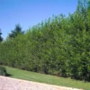 Willow Hybrid Tree -Foliagez Sales Hybrid Willow 2
