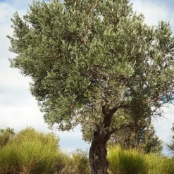 Italian Olive Tree -Foliagez Sales Italian Olive Tree 3 450W