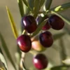 Italian Olive Tree 2 Italian Olive Tree -Foliagez Sales Italian Olive Tree 350W