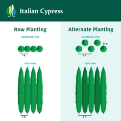 Italian Cypress 16 Italian Cypress -Foliagez Sales ItalianCypress