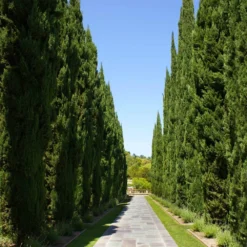 Italian Cypress 13 Italian Cypress -Foliagez Sales Italian Cypress 1 FGT