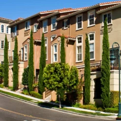 Italian Cypress 15 Italian Cypress -Foliagez Sales Italian Cypress 3 FGT