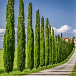 Italian Cypress 12 Italian Cypress -Foliagez Sales Italian Cypress 6 FGT