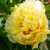 Bartzella Peony -Foliagez Sales Itoh Peony Bartzella 2 FGT