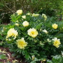 Bartzella Peony -Foliagez Sales Itoh Peony Bartzella 5