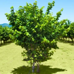 Jefferson Filbert Hazelnut Tree -Foliagez Sales Jefferson Filbert Hazelnut 2