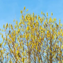 Jefferson Filbert Hazelnut Tree -Foliagez Sales Jefferson Filbert Hazelnut 4