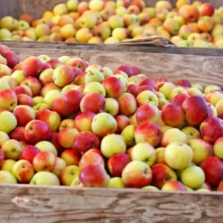 Jonagold Apple Tree -Foliagez Sales Jonagold Apple 6