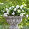 Jubilation™ Gardenia Shrub -Foliagez Sales Jubilation Gardenia FGT 600x600 bd124386 3946 45a6 bda4 3426b2c3eacf