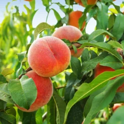 June Gold Peach Tree 9 June Gold Peach Tree -Foliagez Sales June Gold peaches 1