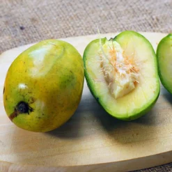 June Plum Tree 8 June Plum Tree -Foliagez Sales June Plum 5