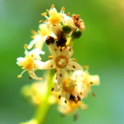 June Plum Tree 9 June Plum Tree -Foliagez Sales June Plum 6