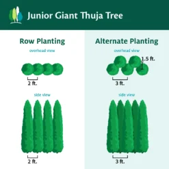Junior Giant Thuja Tree -Foliagez Sales JuniorGiantThujaTree