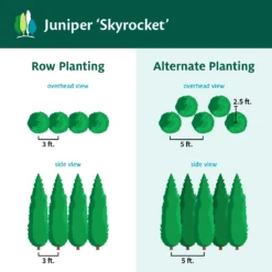 Skyrocket Junipers -Foliagez Sales Juniper Skyrocket